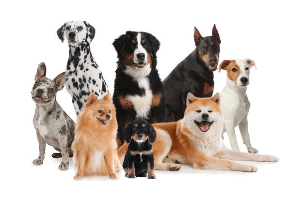 Grupo de cães felizes e bem cuidados no Trato Fino Pet em Curitiba